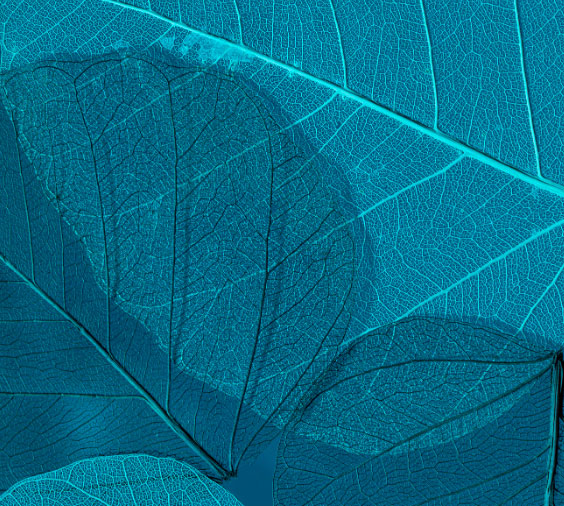 leaf closeup